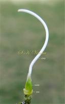  Pistil